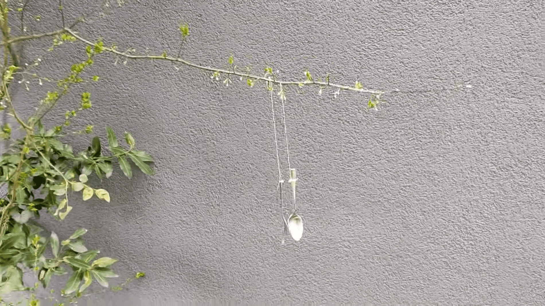 Городники назвали цікавий спосіб відлякати комах та шкідників на ділянці