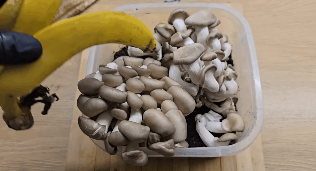 Кладу 1 нарізану шкірку банана під гриби – і збираю по 3 кілограми глив із підвіконня: метод на 10 з 10 