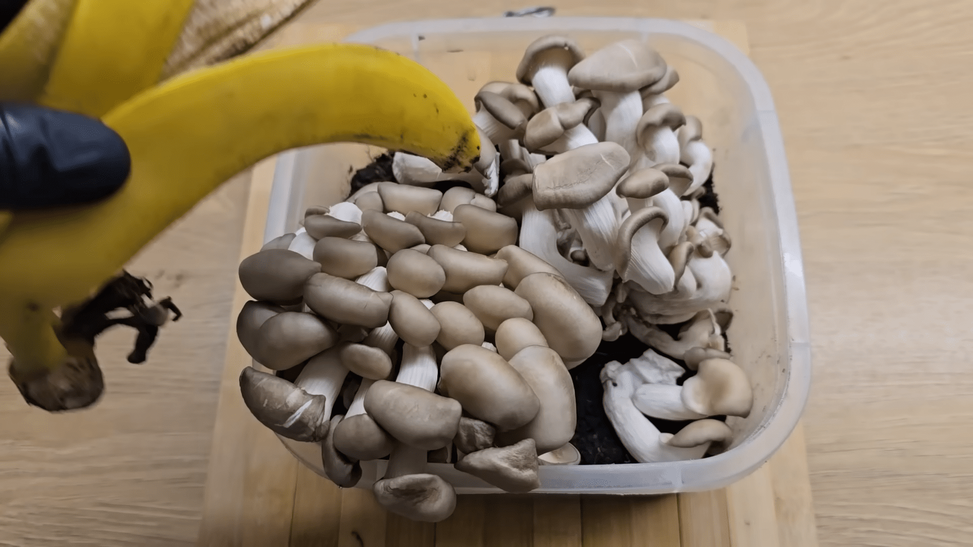 Дачники розповіли про простий спосіб виростити гриби вдома. Фото: скріншот з YouTube