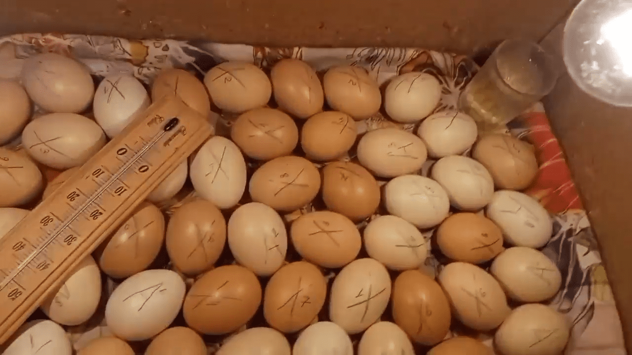 Експерти розповіли, як зробити інкубатор для яєць з картонної коробки	