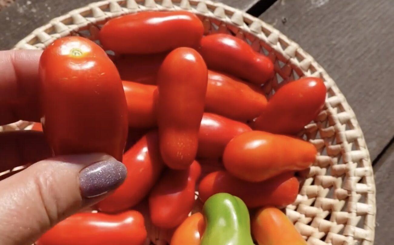 Городники поділилися назвами двох найкращих сортів томатів