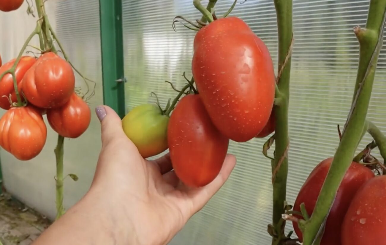 Городники поділилися назвами двох найкращих сортів томатів Городники поділилися назвами двох найкращих сортів томатів