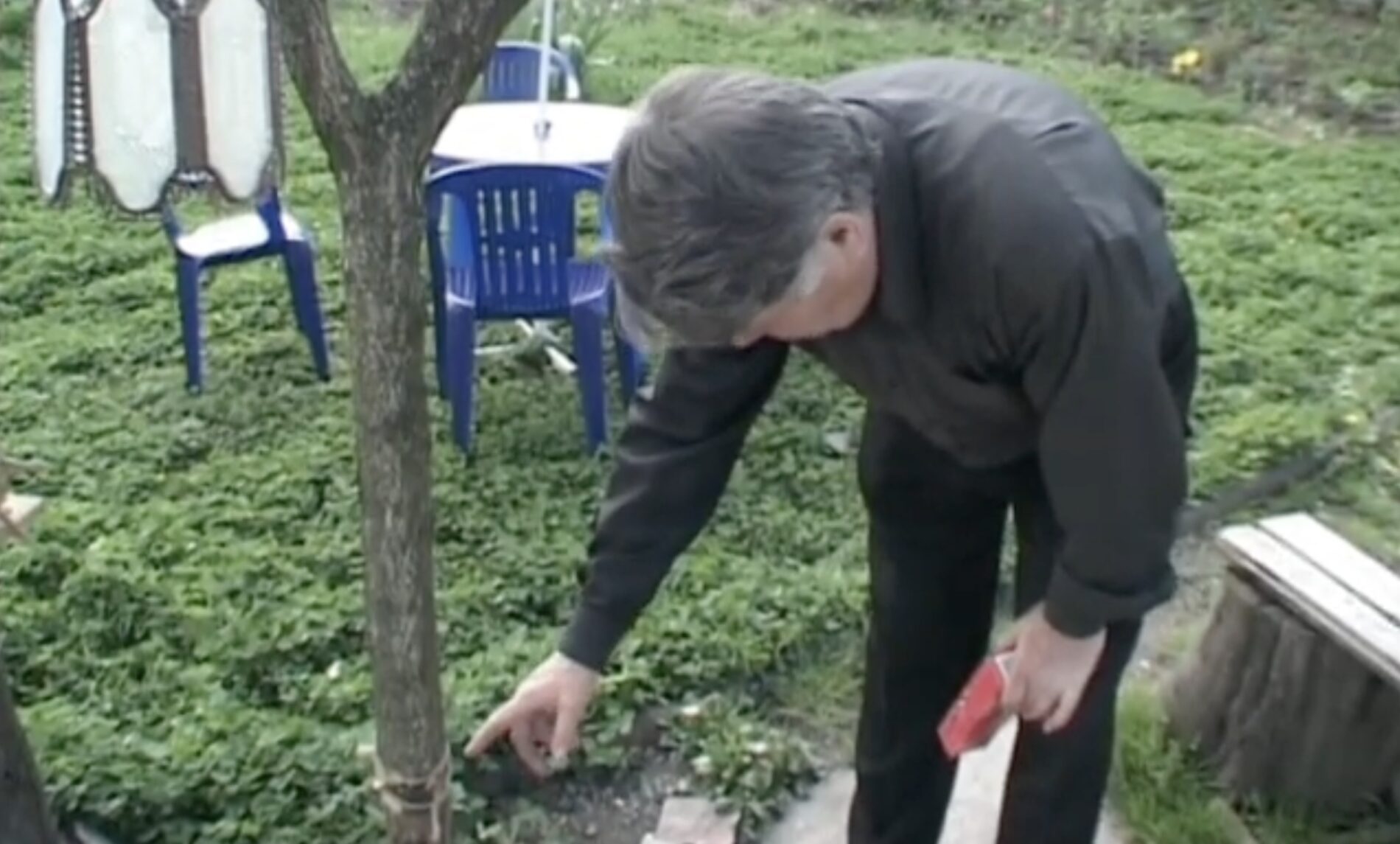 Садівники розповіли, як захистити дерева в саду від шкідників