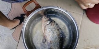 Господині розповіли, як швидко почистити рибу