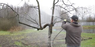 Агрономи розповіли, чим зробити першу обробку саду, поки не розпустилися бруньки