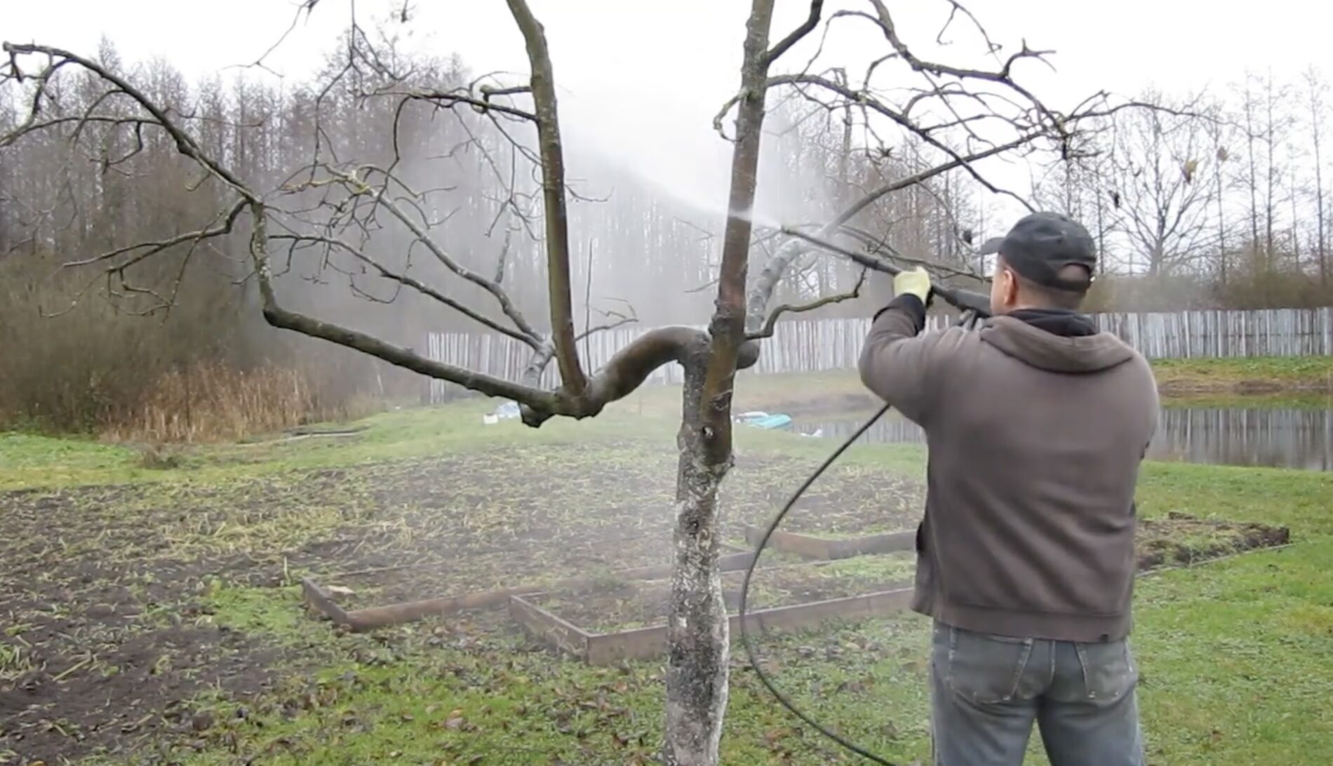 Агрономи розповіли, чим зробити першу обробку саду, поки не розпустилися бруньки