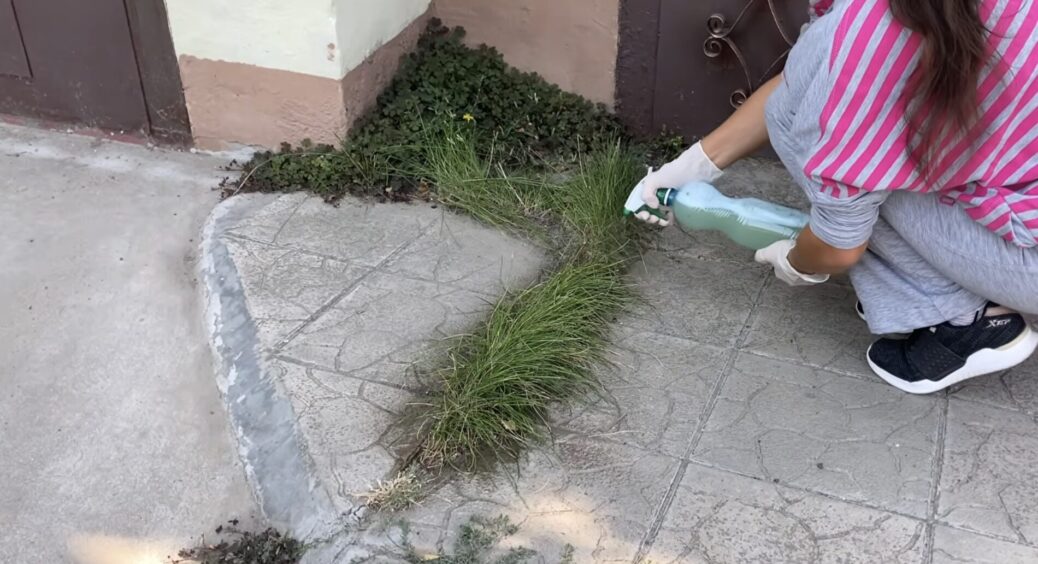 Ні під парканом, ні на садових доріжках бурʼян не росте – вже зараз обробляю “зелені” місця кислою водою 