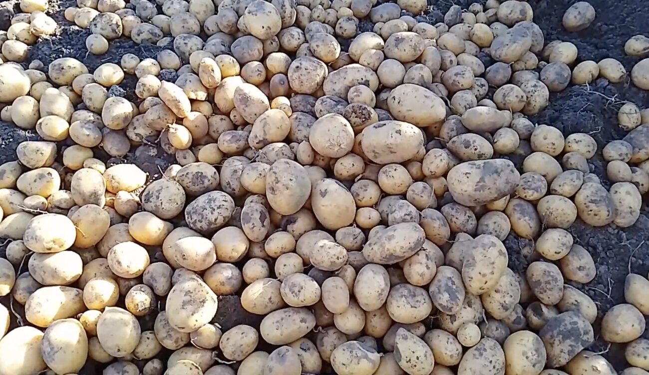 Городники поділилися назвою найкращого сорту картоплі Городники поділилися назвою найкращого сорту картоплі