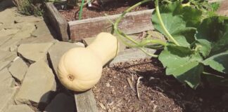 Городники поділилися назвою сорту гарбуза, що за смаком нагадує ананас