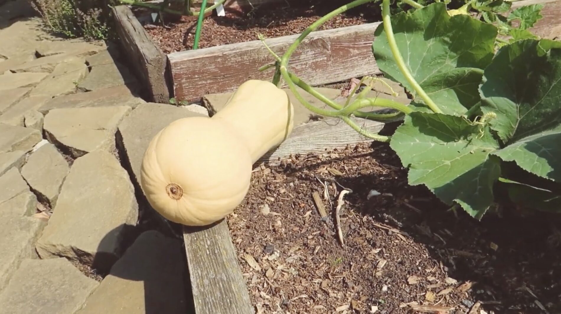 Городники поділилися назвою сорту гарбуза, що за смаком нагадує ананас