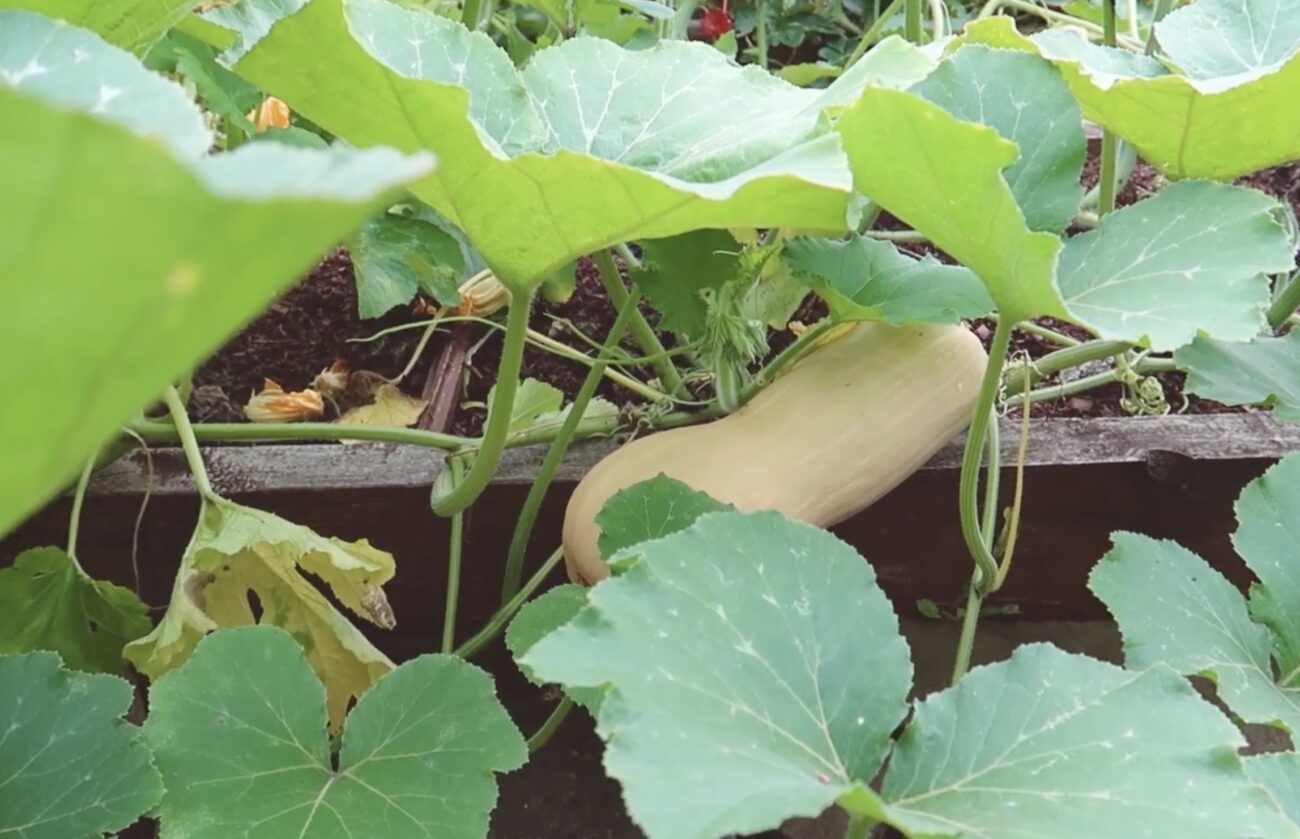 Городники поділилися назвою сорту гарбуза, що за смаком нагадує ананас