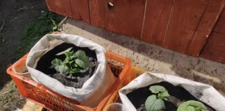 Городники розповіли про новий метод вирощування огірків