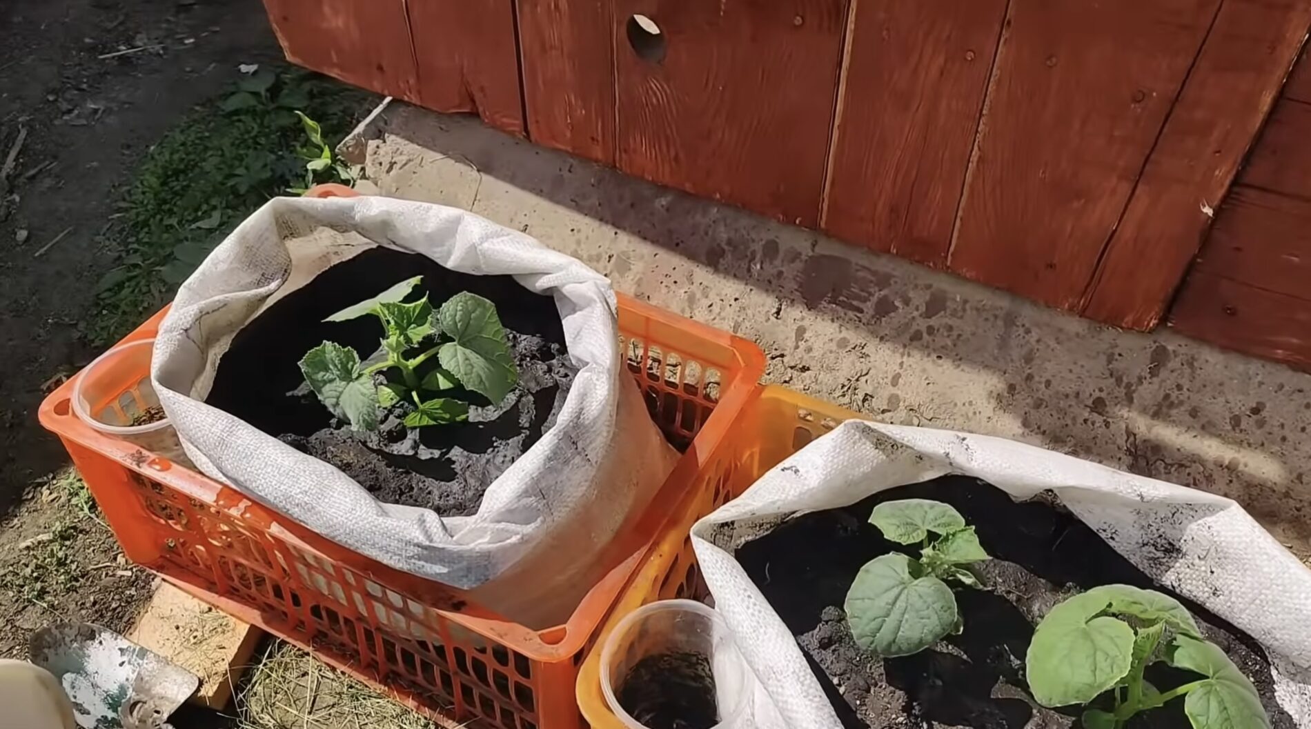 Городники розповіли про новий метод вирощування огірків