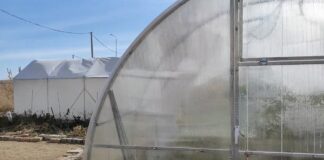 Городники розповіли, який матеріал обрати для укриття теплиці