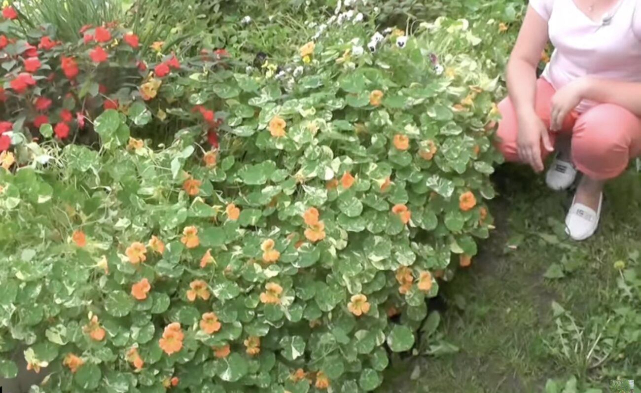 Квітникарі розповіли, які квіти можна посіяти навесні без розсади