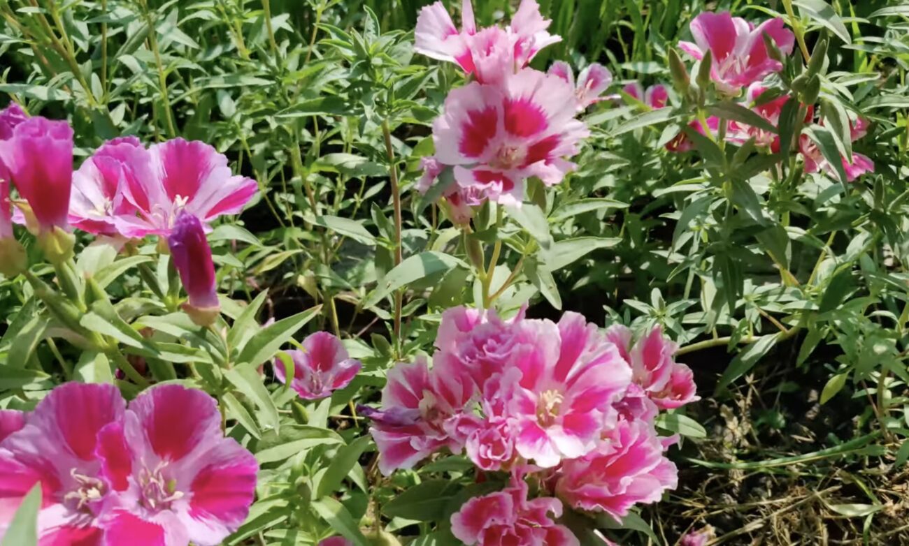 Квітникарі розповіли, які квіти можна посіяти навесні без розсади