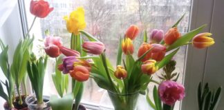 Квітникарі розповіли, що додати у воду до тюльпанів, щоб вони довше стояли