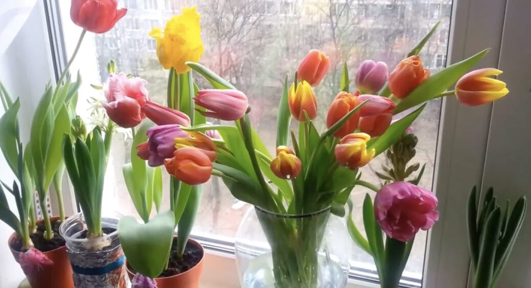 Кума-флористка підказала, що додати у воду для тюльпанів – стоятимуть мінімум 10 днів, наче тільки зрізані 
