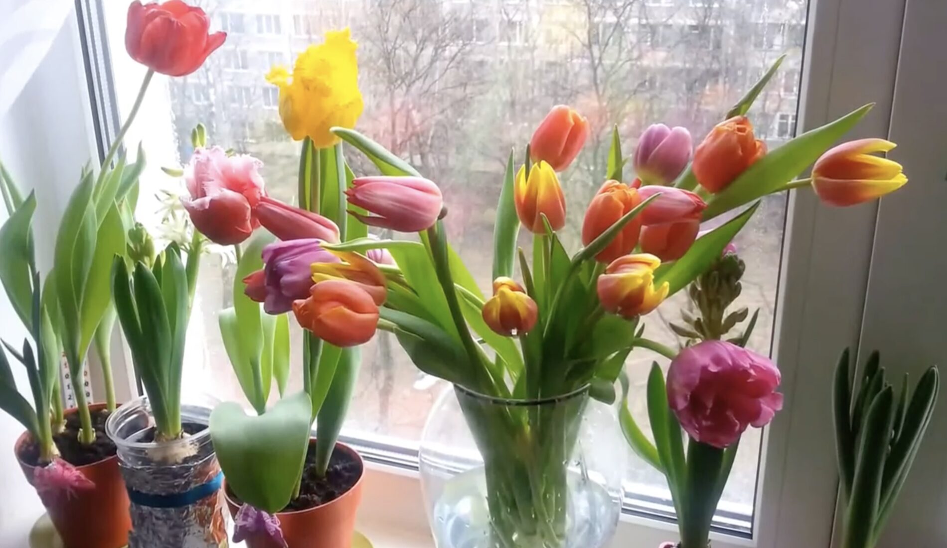 Квітникарі розповіли, що додати у воду до тюльпанів, щоб вони довше стояли