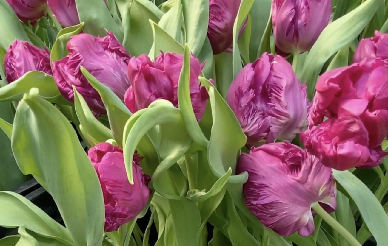 Квітникарі розповіли, що додати у воду до тюльпанів, щоб вони довше стояли