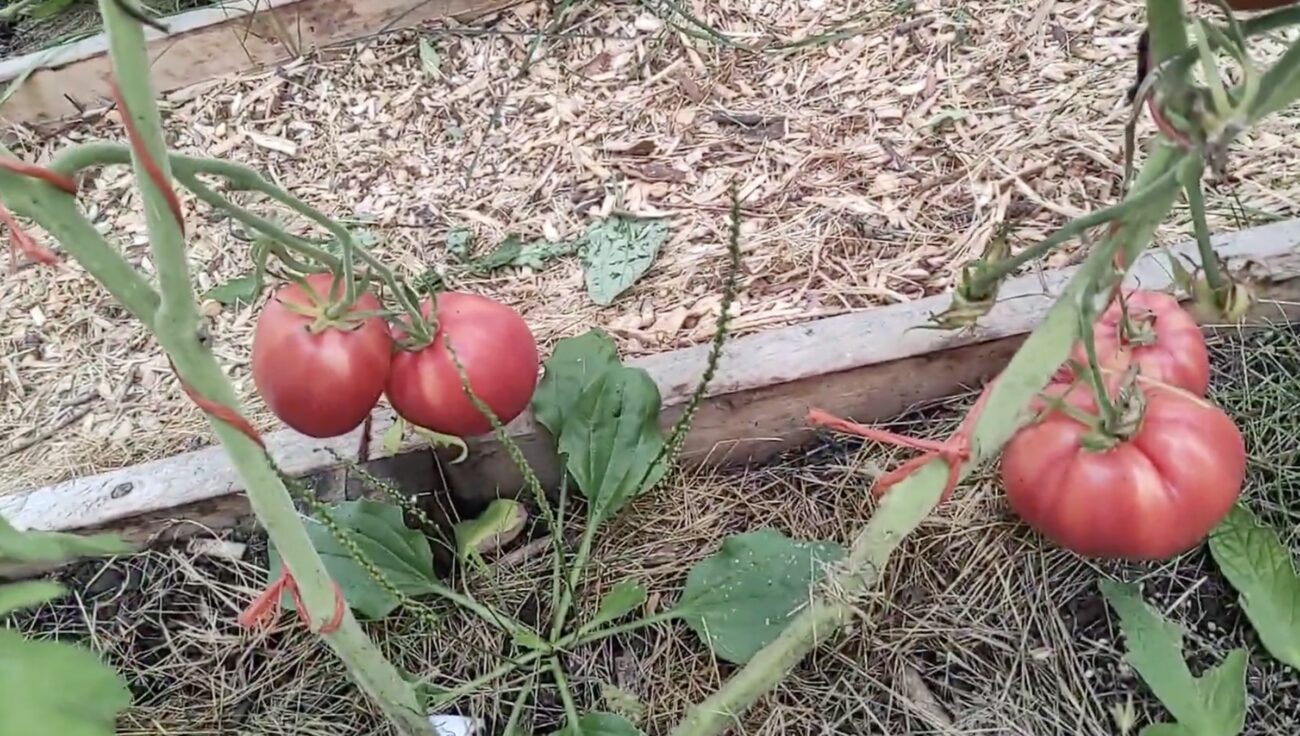 Городники назвали три найсмачніші сорти помідорів, які варто посадити цього року
