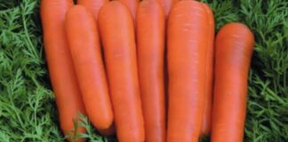 Городники поділилися назвою найкращого сорту моркви