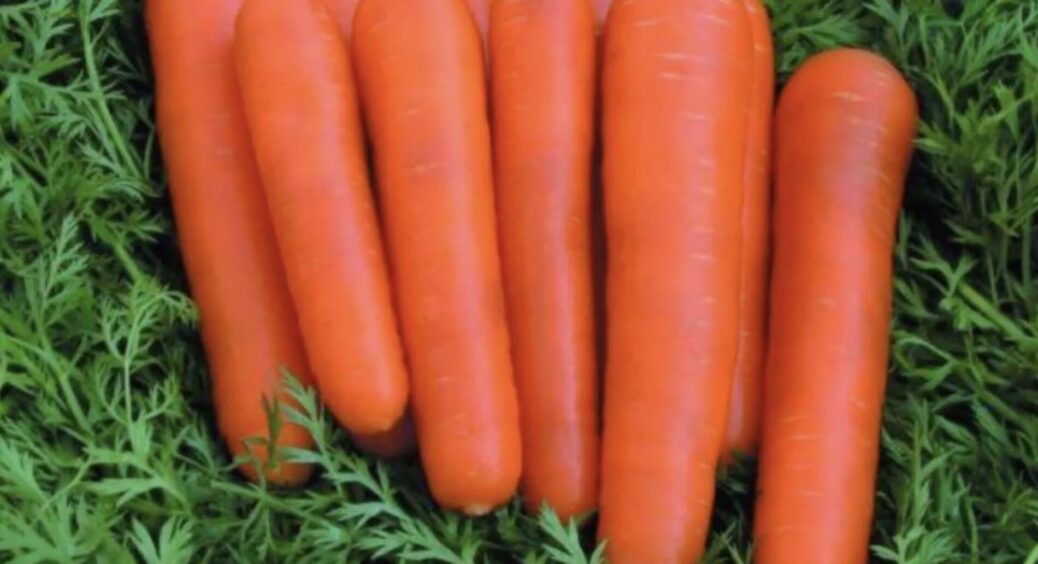 Сорт моркви, про який мовчать сусіди та продавці на ринку. Саджала, саджу і буду садити — врожайність “мега” 