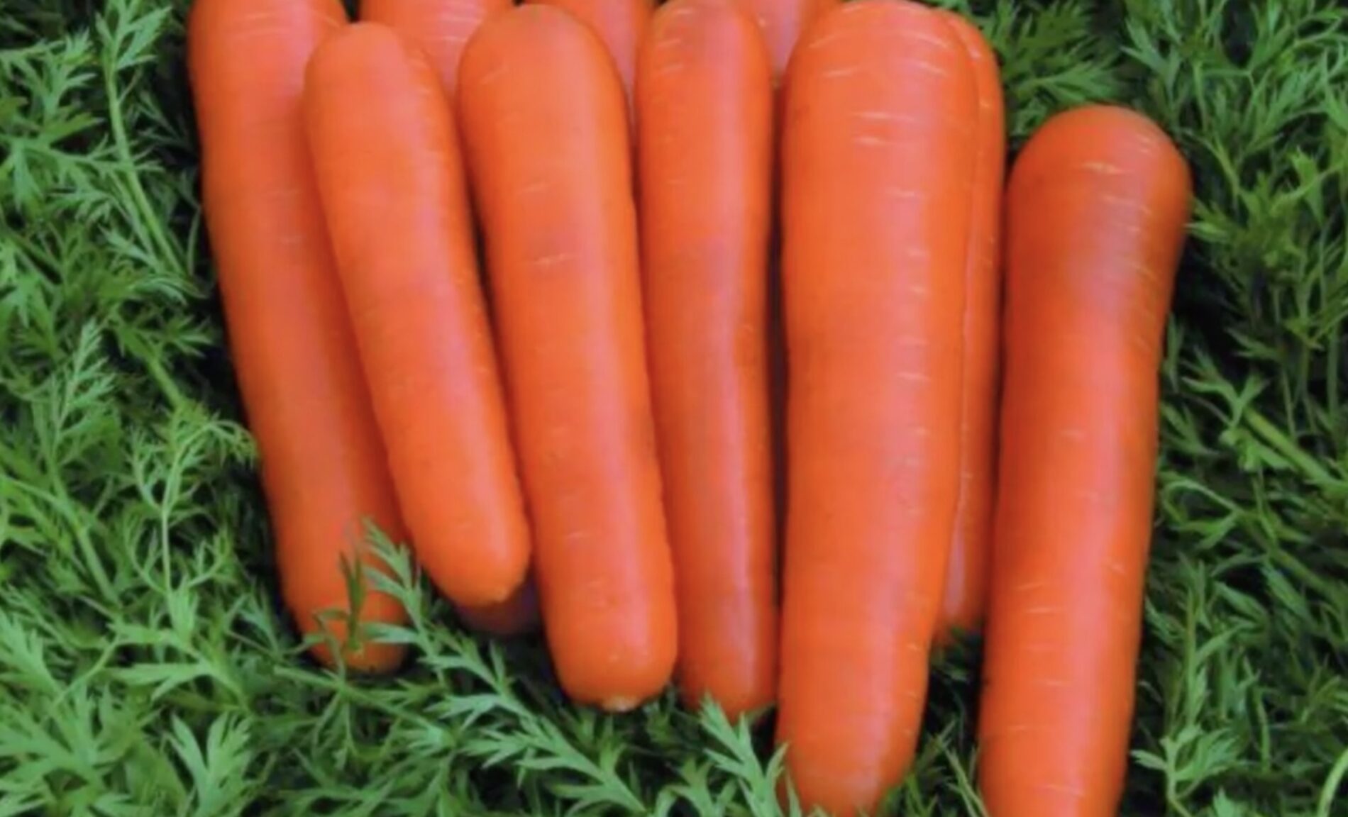 Городники поділилися назвою найкращого сорту моркви