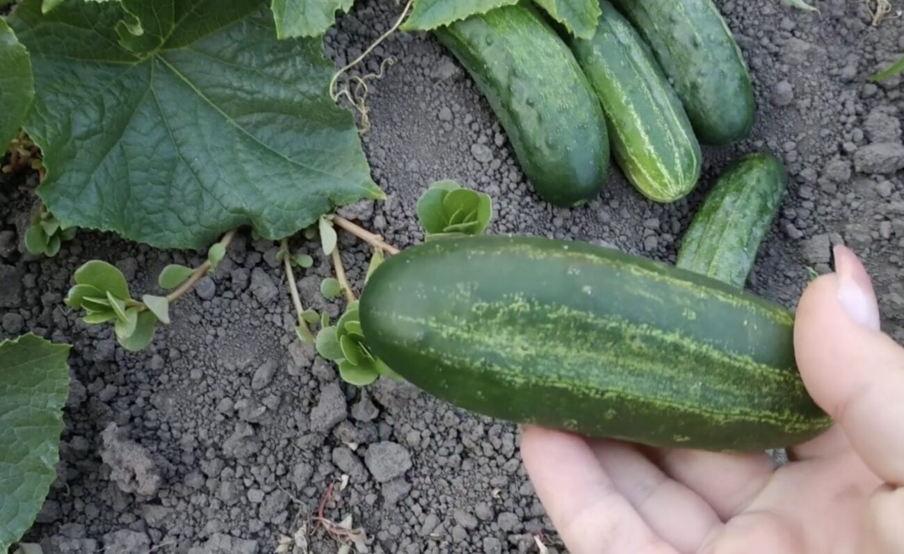 Городники порівняли два популярних гібриди огірків і назвали кращий 