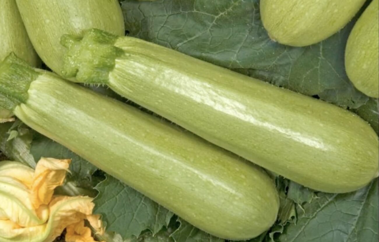 Городники назвали найкращі сорти кабачків, які не гниють і дають щедрий врожай 