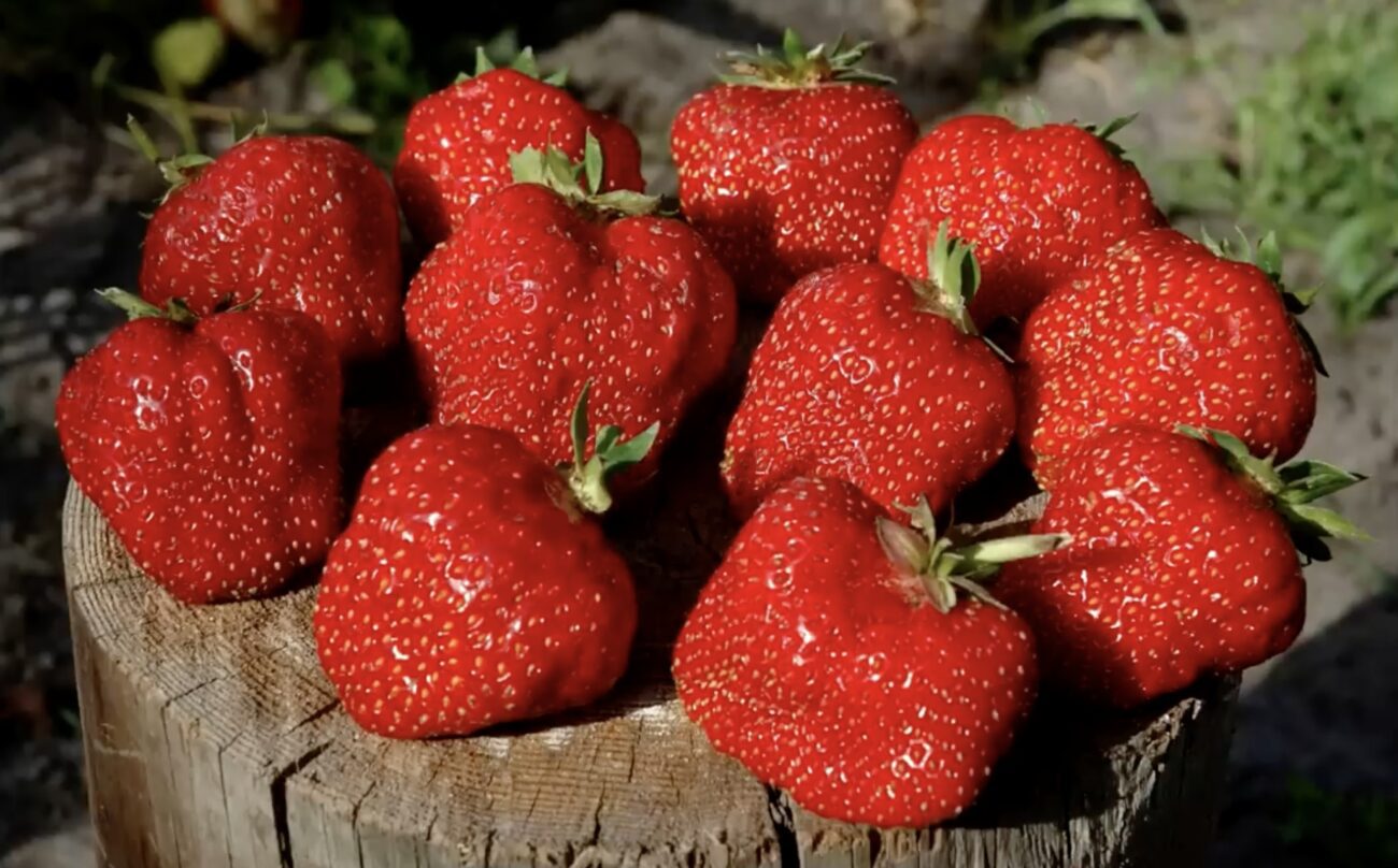 Городники поділилися назвою сорту полуниці, що дає врожай весь сезон 