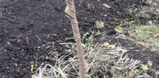 Садівники розповіли, чим замінити побілку дерев навесні