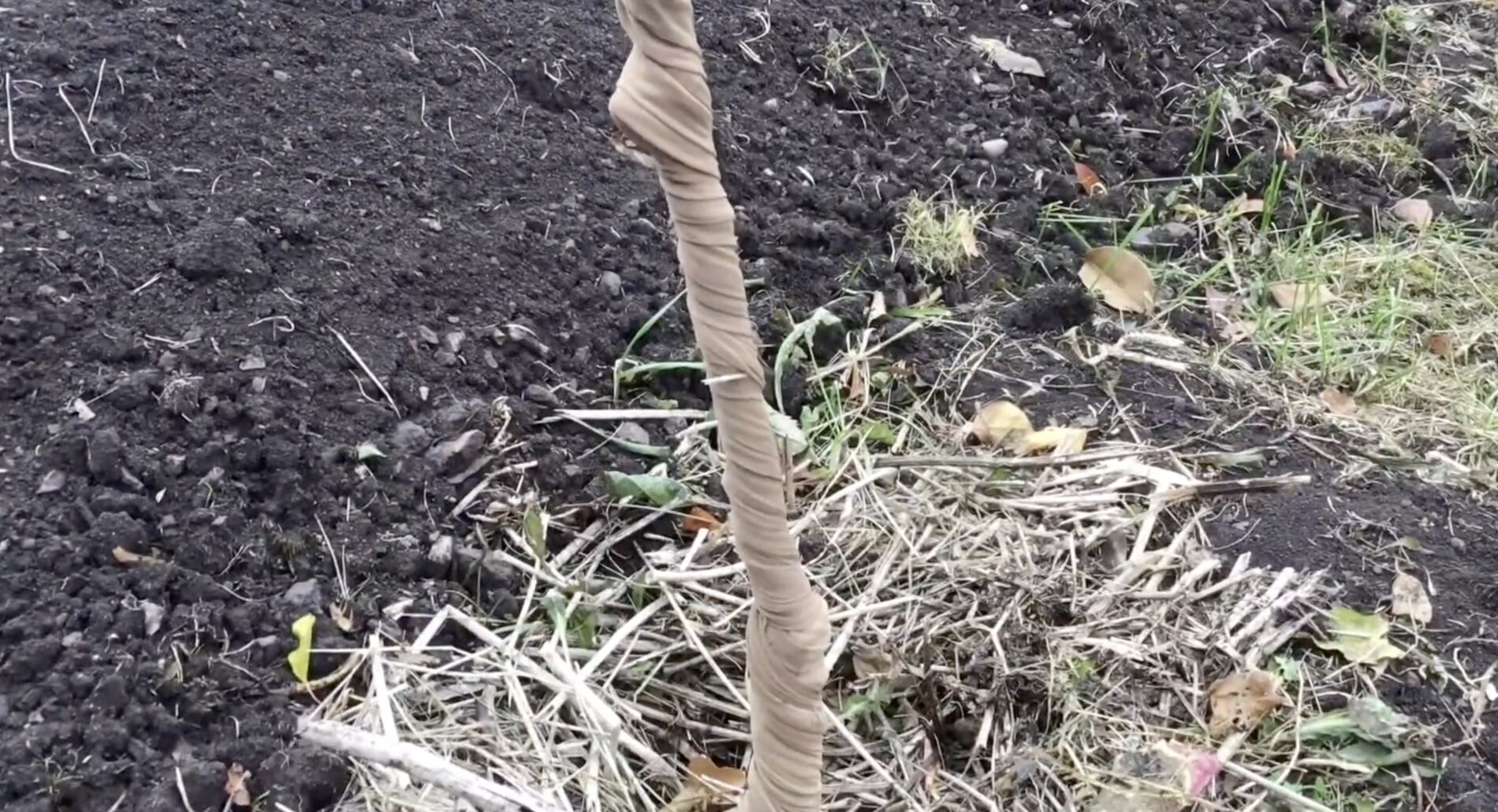 Садівники розповіли, чим замінити побілку дерев навесні