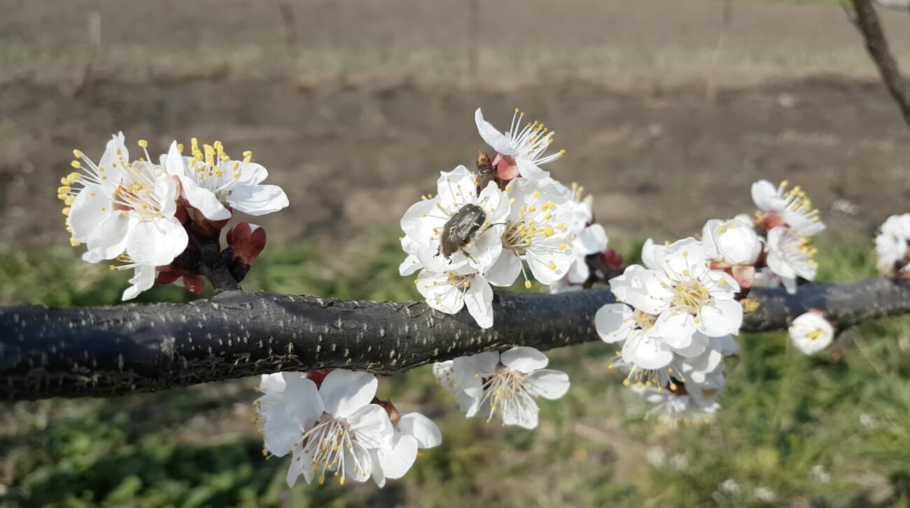 Садівники розповіли, як захистити персики й абрикоси від весняних заморозків