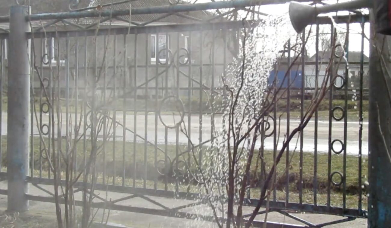 Садівники розповіли, коли потрібно поливати смородину окропом