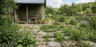 Господині розповіли, як без роботи руками прибрати бурʼяни між плиткою. Фото: Добрі новини