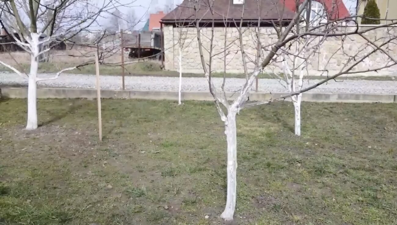 Садівники розповіли, коли і чим потрібно білити дерева у саду. Фото: YouTube Сад і виноград