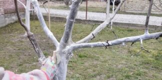 Садівники розповіли, коли і чим потрібно білити дерева у саду. Фото: YouTube Сад і виноград