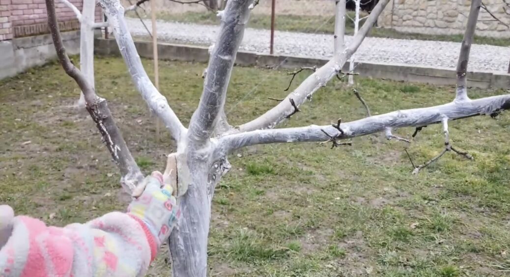 Чим і коли найкраще білити дерева: жоден шкідник не наблизиться й на 2 метри до яблунь, груш і вишень 