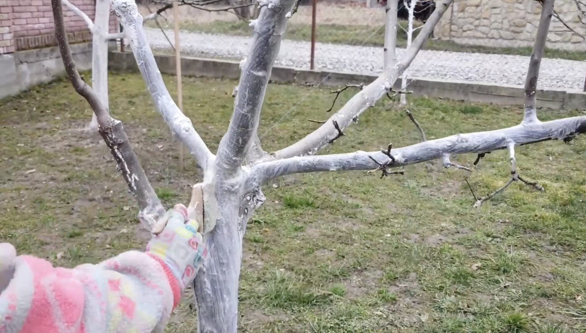 Садівники розповіли, коли і чим потрібно білити дерева у саду. Фото: YouTube Сад і виноград