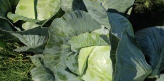 Найкращий сорт капусти – великі качани й відмінна лежкість. Фото: YouTube Сингента Україна