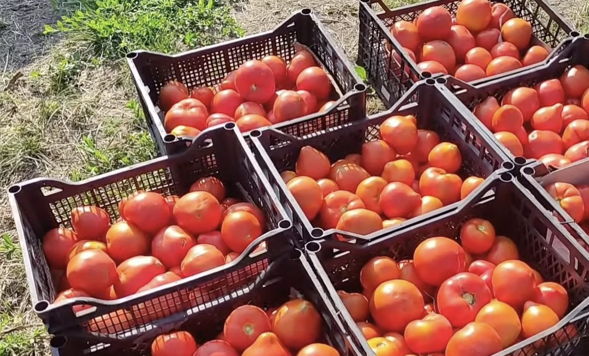 Городники назвали найсмачніший сорт помідорів. Фото: YouTube 21 sотка продакшн