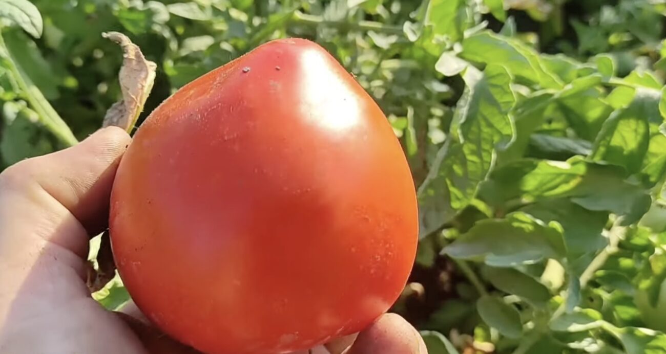 Городники назвали найсмачніший сорт помідорів. Фото: YouTube 21 sотка продакшн