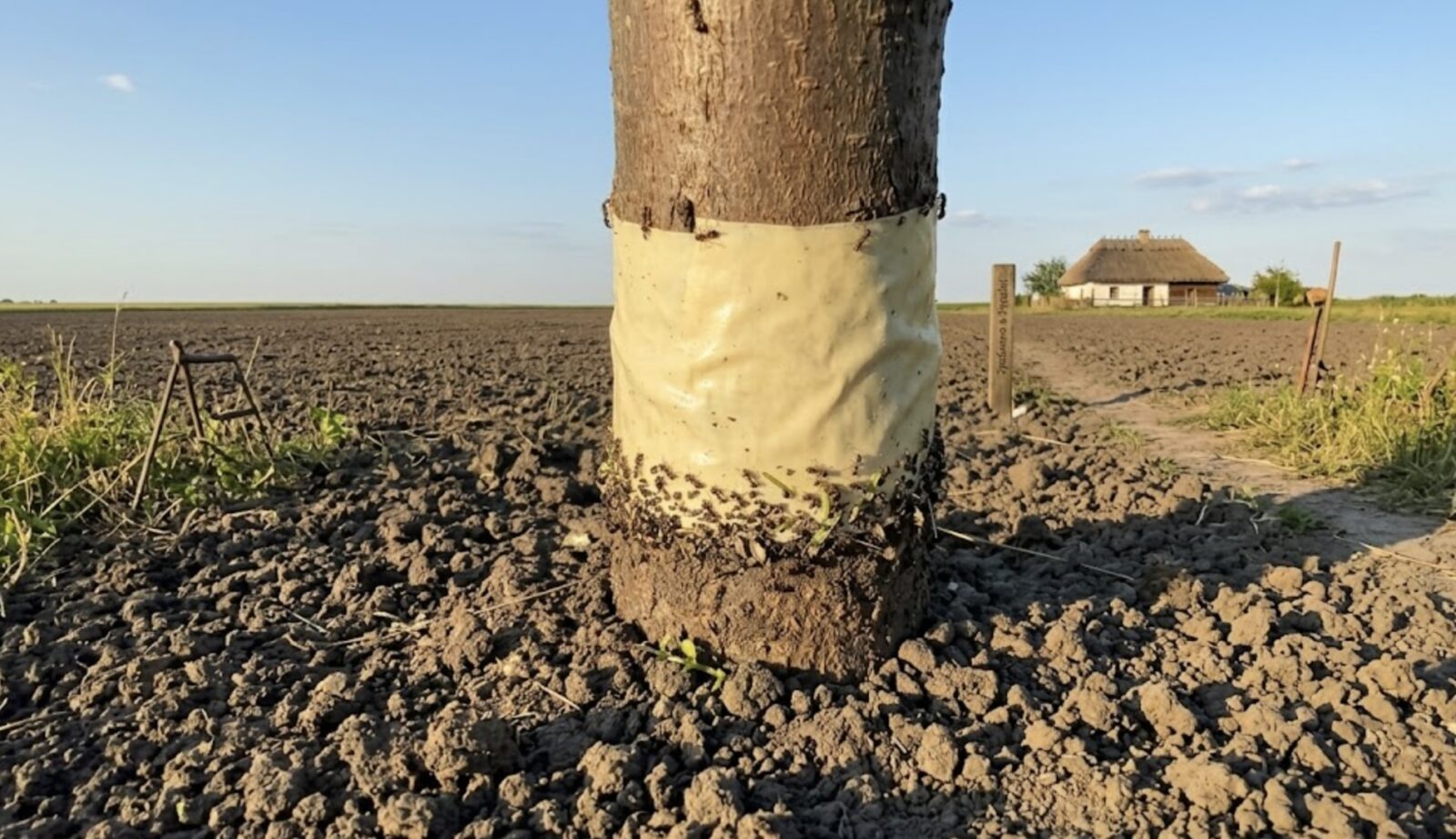 Садівники розповіли, як легко захистити дерева від шкідників. Фото: Добрі новини