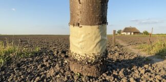 Садівники розповіли, як легко захистити дерева від шкідників. Фото: Добрі новини