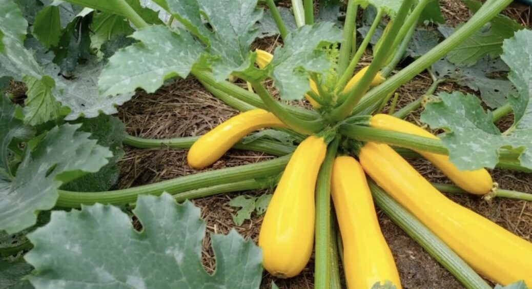 Шукайте на українських ринках лише цей 1 сорт кабачків для домашньої ікри: без зайвої водянистості 