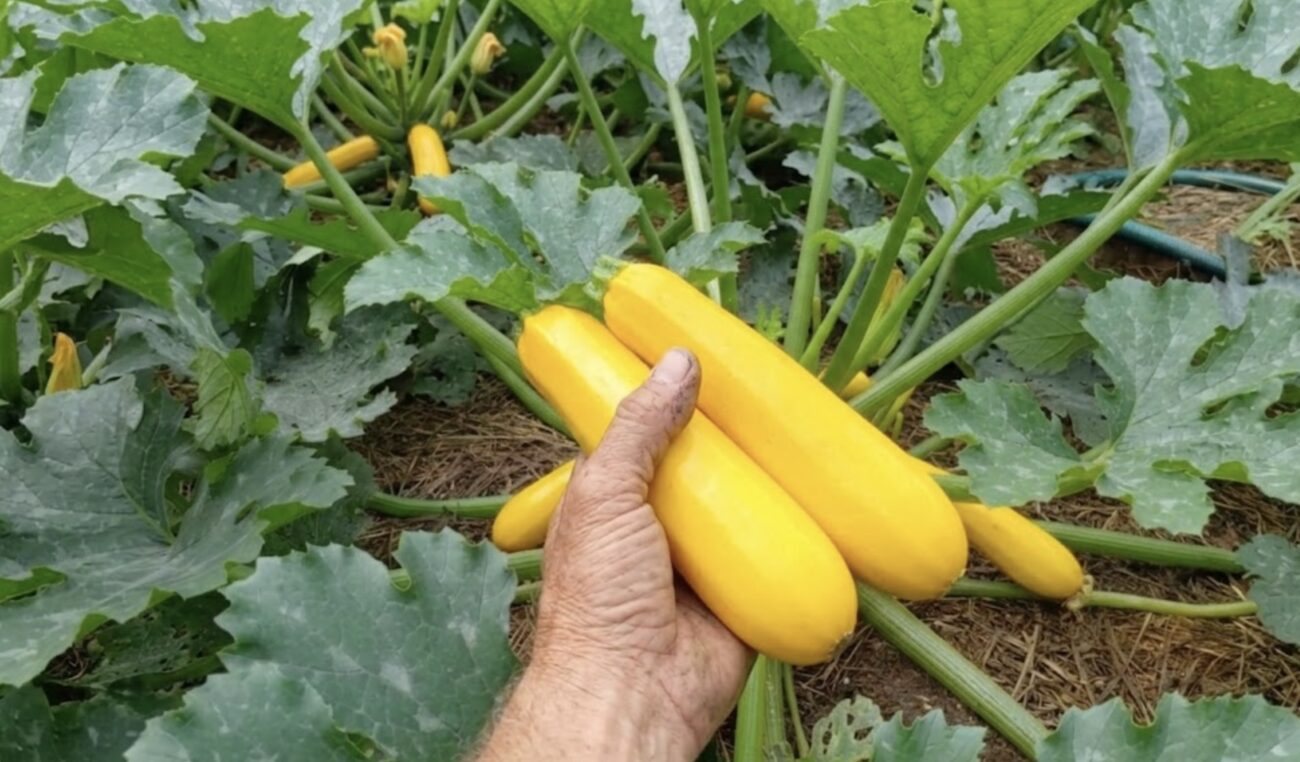 Городники назвали найкращий сорт кабачків для домашньої ікри. Фото: Добрі новини