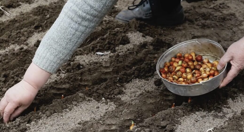 Я жодного разу не бачила, щоб моя цибуля викидала стрілки: замочую сіянку в 1 розчині – “хак” за копійки 