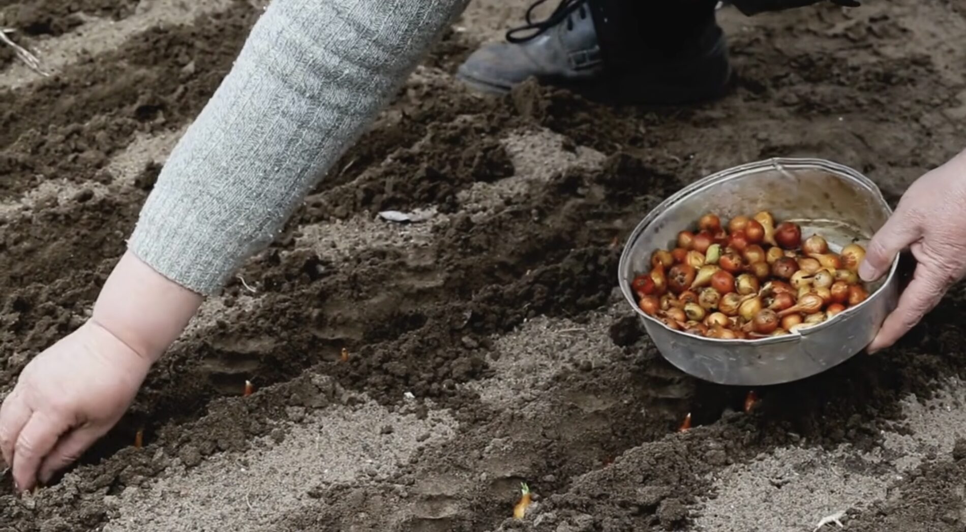 Як обробити сіянку, щоб цибуля не викидала стрілку. Фото: YouTube Городниця з Одеси