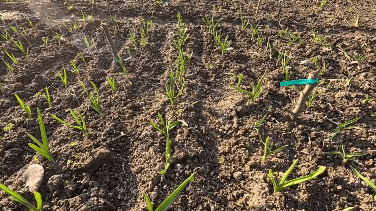 Городники розповіли про весняне підживлення цибулі та часнику. Фото: YouTube/Моя Дача, Сад, Город та Все Довкола Них